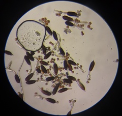 Phragmidium mucronatum