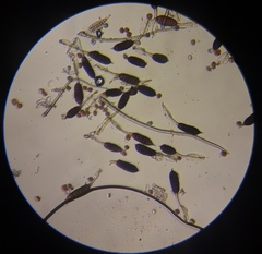 Phragmidium mucronatum