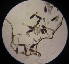 Phragmidium mucronatum