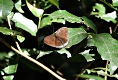 Tanaecia whiteheadi
