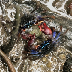 Parasesarma peninsulare