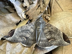 Achaea thermopera