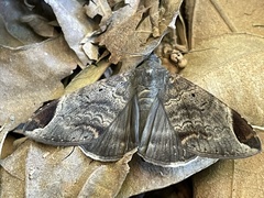 Achaea thermopera