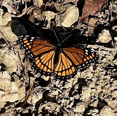 Limenitis archippus watsoni