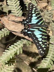 Graphium policenes