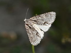 Acronicta angustimacula