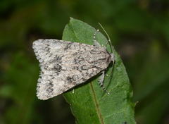Acronicta centralis