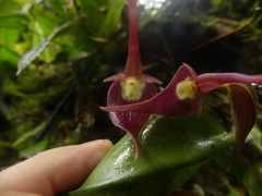 Pleurothallis ruberrima