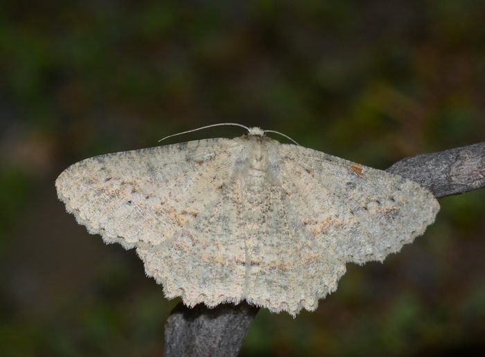 Herochroma crassipunctata