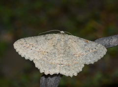 Herochroma crassipunctata
