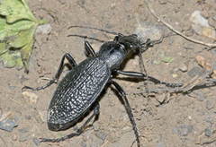Carabus staudingeri