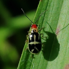 Metrobrotica geometrica