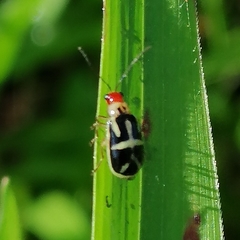 Metrobrotica geometrica