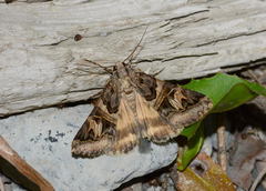 Drasteria langi