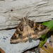 Drasteria langi - Photo (c) Pavel Gorbunov,  זכויות יוצרים חלקיות (CC BY-NC), הועלה על ידי Pavel Gorbunov