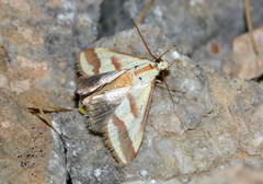 Turania pentodontalis