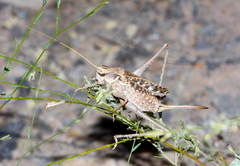 Ceraeocercus fuscipennis
