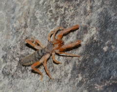 Gylippidae