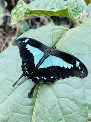 Papilio phorcas nyikanus