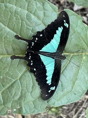 Papilio phorcas nyikanus