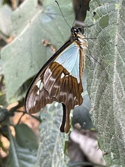 Papilio phorcas nyikanus