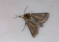 Eicomorpha epipsilioides