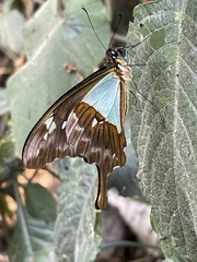 Papilio phorcas nyikanus