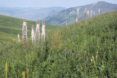 Eremurus robustus