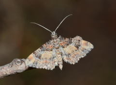 Gymnoscelis rufifasciata