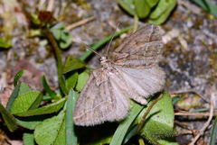 Habermania oxygonaria
