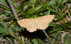 Idaea rufaria