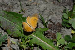 Stamnodes pauperaria