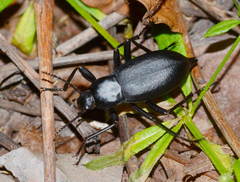Blaps fouquei