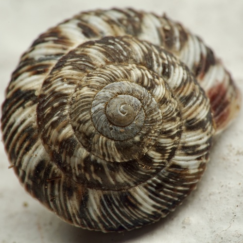 Wrinkled Snail