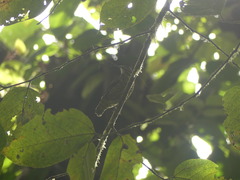 Ampelioides tschudii