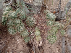 Mammillaria sphaerica