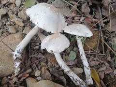 Leucoagaricus carneifolius