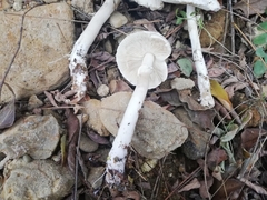 Leucoagaricus carneifolius