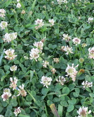 Trifolium repens