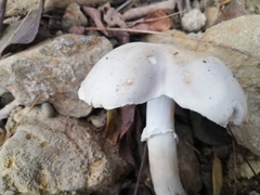 Leucoagaricus carneifolius