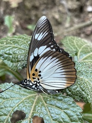 Pseudacraea lucretia expansa