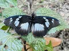 Pseudacraea lucretia expansa