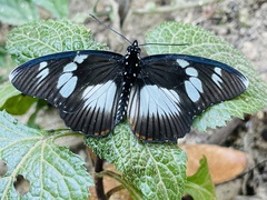 Pseudacraea lucretia expansa