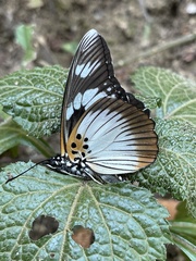 Pseudacraea lucretia expansa