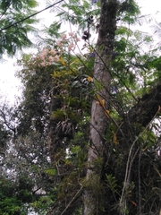 Dendrobium moschatum