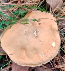 Suillus variegatus