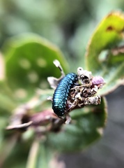 Trirhabda flavolimbata