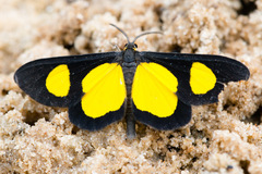 Cyllopoda jatropharia