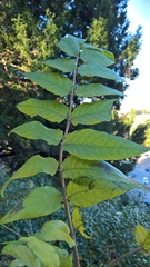 Ailanthus altissima