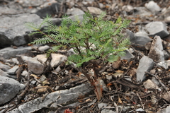 Bursera morelensis